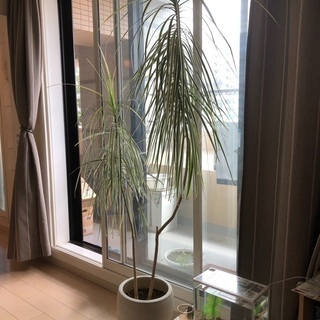 植物