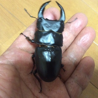 オオクワガタ能勢YG 83.8㎜ ♂ 単 販売します No.2 | clinicaversalles ...