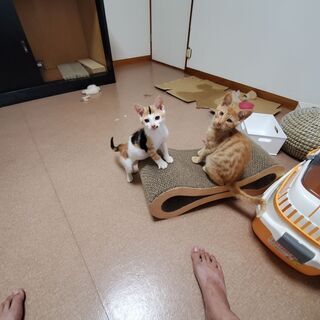 ３ヶ月の子猫２匹（三毛猫メス、茶トラオス）