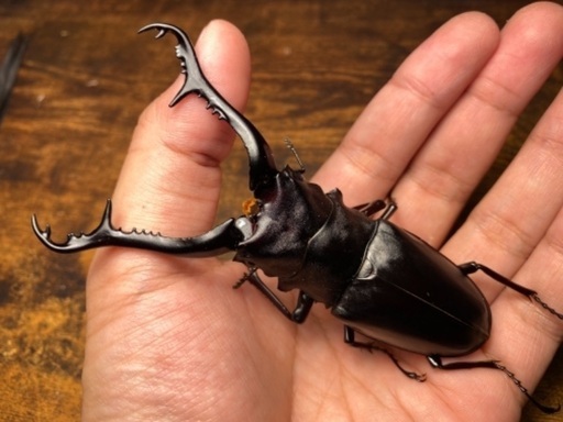 ギラファノコギリクワガタ 108mm ペア クワガタ カブトムシ