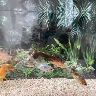 愛知県 豊橋市の中古金魚が無料 格安で買える ジモティー 愛知県 豊橋市の中古金魚が無料 格安で買える ジモティー