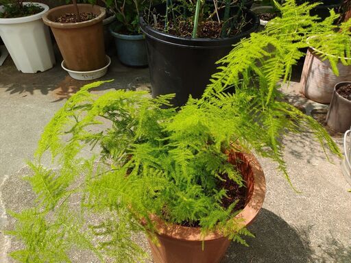 値下げ 植物 観葉植物 アスパラガス シン 首里のその他の中古あげます 譲ります ジモティーで不用品の処分 値下げ 植物 観葉植物 アスパラガス シン 首里のその他の中古あげます 譲ります ジモティーで不用品の処分