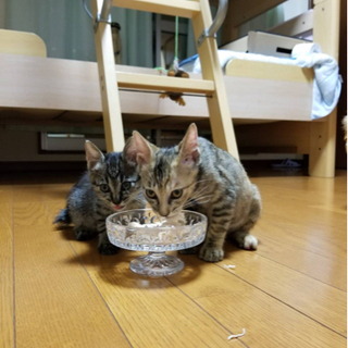 仔猫　2ヵ月　メス − 大阪府