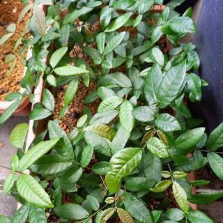 リュウガン(ロンガン)苗 その他苗