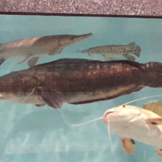 レッドスネーク80センチ レッドスネーク80センチ