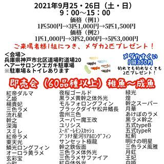 高級品種改良メダカが激安！土日限定ネバーめだか屋メダカすくい&即...