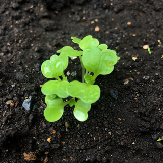 白菜の苗　自然栽培　3〜4本程度で1セット