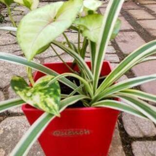 千葉県の中古ポトスが無料 格安で買える ジモティー