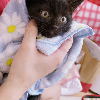 子猫　黒猫　里親募集 − 埼玉県