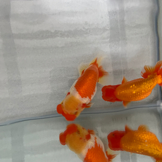 完売！上物2匹ペア！協会系らんちゅう優良個体 完売！上物2匹ペア！協会系らんちゅう優良個体