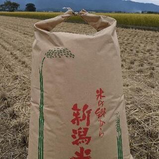 令和３年　阿賀野市産　新米コシヒカリ　玄米15kg　限定１袋　本...