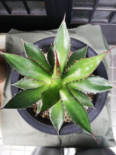 アガベ、ポタトラム　ホリダ　セット売り アガベ ポタトラム、ホリダセット売り