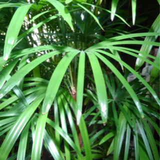 ☆彡 棕櫚竹 シュロチク 6本立 観葉植物