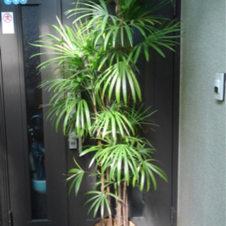 ☆彡 棕櫚竹 シュロチク 6本立 観葉植物