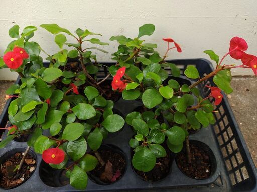値下げ 植物 花キリン 花麒麟 トゲ無し シン 首里のその他の中古あげます 譲ります ジモティーで不用品の処分