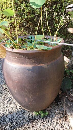 「値下げします」蓮の花と古い水がめ