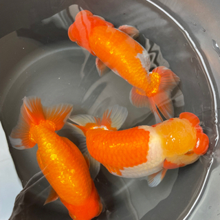 予約！協会系らんちゅう.出目ピンポン.らんちゅう稚魚