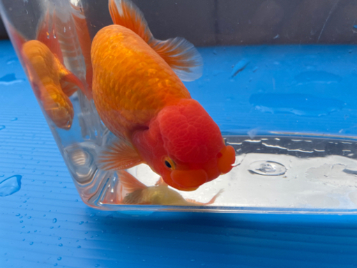 極上物！協会系らんちゅう優良個体（岡山産） 2歳