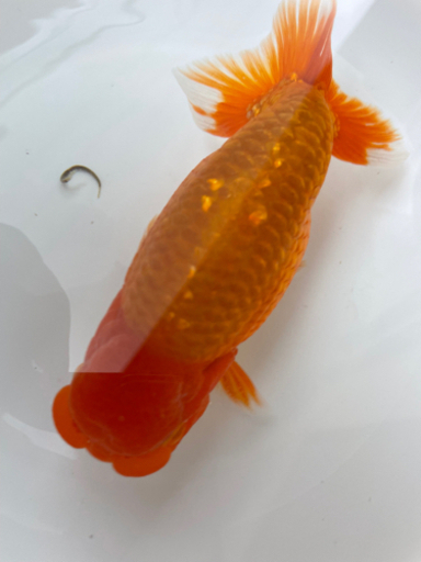 極上物！協会系らんちゅう優良個体（岡山産） 2歳