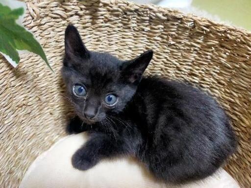 男前で性格 ないい子です ゆりこん 高鷲の猫の里親募集 ジモティー