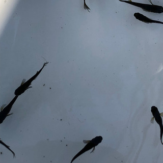 メダカオロチヒレナガ2cm 2 5c M 10匹 ゴウ 富士見のその他の中古あげます 譲ります ジモティーで不用品の処分