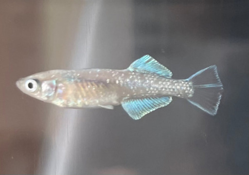 改良メダカ4尾＋1(プラチナブルージェイリアルロングフィン幼魚)