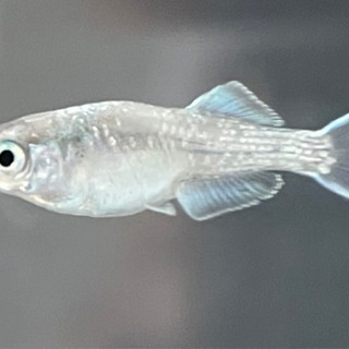 改良メダカ4尾＋1(プラチナブルージェイリアルロングフィン幼魚)