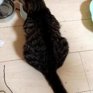 岡山県の猫の里親募集｜ジモティー