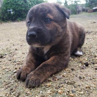 徳島県の犬の里親募集 ジモティー