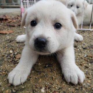 徳島県の犬の里親募集 ジモティー