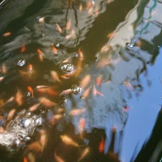 金魚各種:玉サバ ピンポンパール