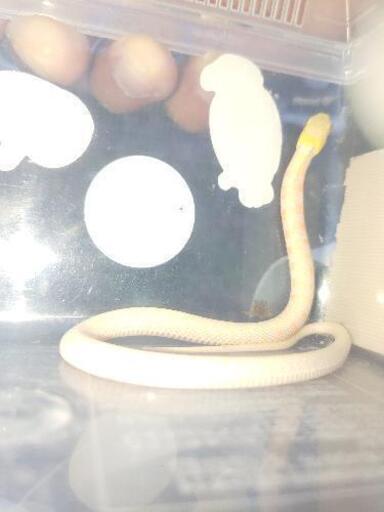 アルビノ ヤマカガシっぽい