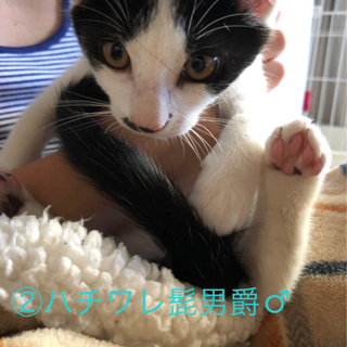 4匹の兄妹野良猫です。