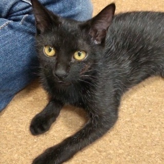 里親さん急募】生命力の強いやんちゃボーイ。 (隣のニコル) 松戸の猫の 