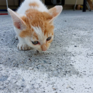 子猫の里親募集中 - 高知市