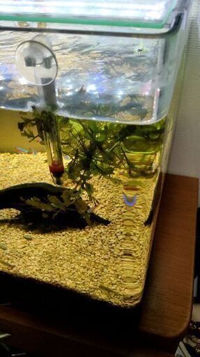 45cm 熱帯魚水槽セット