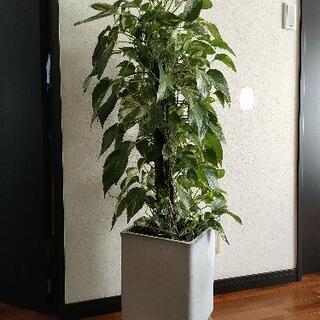 観葉植物　ヘゴ仕立てポトス