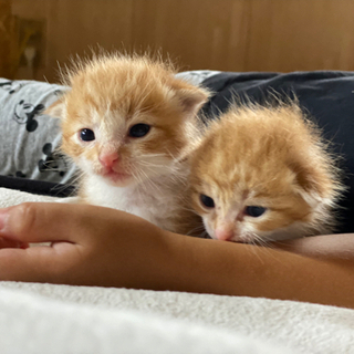 子猫　チャトラ　生後2週間　オス2匹の画像