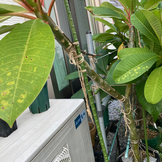 プルメリア苗「ジーナレッド」