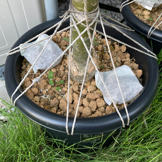 プルメリア苗「ジーナレッド」