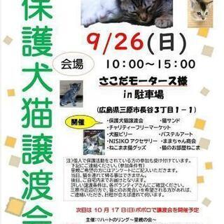 三原市でにゃんこ、わんこの譲渡会のお知らせ！（代理投稿）