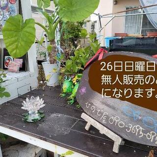 メダカ無人販売　ひので屋　