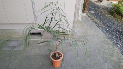 超激レア　ミュールパーム②（Mule palm）