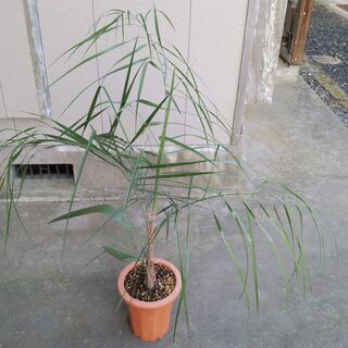 超激レア　ミュールパーム②（Mule palm）