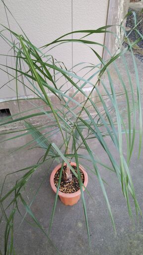 超激レア ミュールパーム②（Mule palm） | nycsummit.foodnicher.com