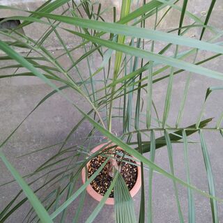 超激レア　ミュールパーム②（Mule palm）