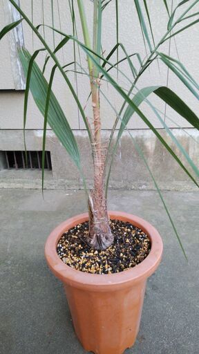 超激レア ミュールパーム②（Mule palm）