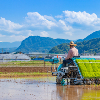 【ネット決済】[お米30Kg] 栃木県産コシヒカリ　令和2年度収穫