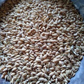 令和3年度コシヒカリの種籾20キロ 山口県産 新米種籾