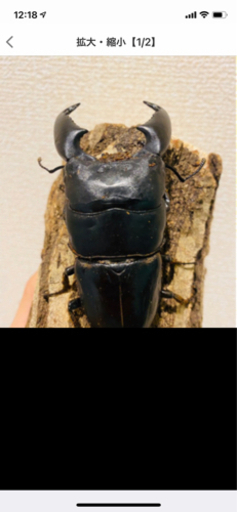 オオクワガタ、オオヒラタクワガタ、カブトムシ